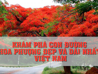 Khám phá con đường hoa phượng đẹp và dài nhất Việt Nam