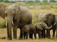 Quảng Nam: Đầu tư hơn 128 tỷ đồng bảo tồn loài và sinh cảnh voi