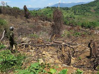 Nghịch lý trồng rừng gây tổn hại môi trường ở nhiều địa phương