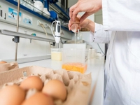 EU sẽ xem xét vụ bê bối trứng gà 'bẩn' vào đầu tháng 9