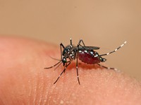 Dấu hiệu nhận biết loại muỗi truyền bệnh sốt xuất huyết