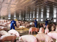 Thủ tướng chỉ đạo tháo gỡ khó khăn trong chăn nuôi lợn