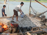 Bảo vệ nguồn lợi thủy sản từ chủ trương cấm khai thác cá linh non