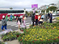 Hoa tấp nập xuống phố trước thềm Festival hoa Đà Lạt