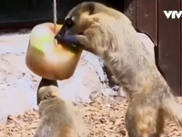 Động vật trong vườn thú được cho ăn kem để giải nhiệt