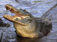 Cô bé dũng cảm tự cạy miệng cá sấu để thoát thân