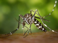 Muỗi hổ châu Á cũng truyền bệnh sốt xuất huyết