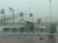 Quảng Bình: Nhiều cây xanh gãy đổ do bão số 10