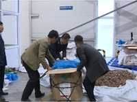 Bắt giữ lượng lớn vẩy tê tê và ma túy tại cửa khẩu Nội Bài