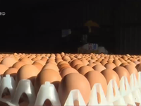 Bê bối trứng 'bẩn' biến thành khủng hoảng giữa các nước