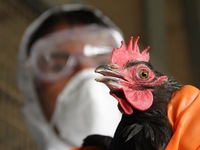 Trung Quốc: Tỉnh Tứ Xuyên phát hiện thêm 2 ca lây nhiễm virus H7N9
