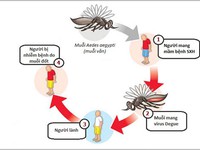 Biểu hiện và biện pháp phòng chống bệnh sốt xuất huyết