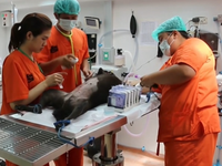 Soi Dog - Bệnh viện chó mèo hiện đại nhất Đông Nam Á