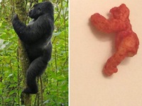 Miếng bim bim hình khỉ đột được đấu giá 2 tỷ đồng
