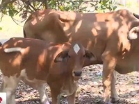 Đồng Nai: Xuất hiện bệnh lở mồm long móng trên đàn bò