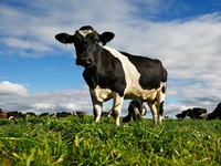Kháng thể của bò có thể chống virus HIV