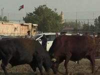 Độc đáo giải đấu bò thân thiện ở UAE