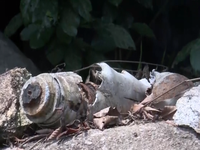 Phát hiện hàng trăm quả bom bi tại Quảng Ngãi
