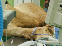 Bệnh viện dành riêng cho lạc đà ở Dubai