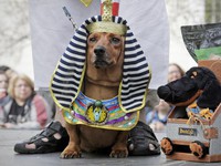 Độc đáo cuộc diễu hành của các chú chó