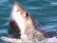 Mỹ: Bờ biển California bị cá mập trắng tấn công