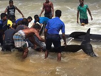 Sri Lanka <a href='https://www.giaicuu.com' target='_blank'>giải cứu</a> 20 con cá voi mắc kẹt