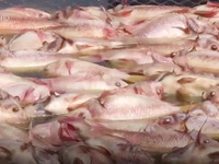 Cá nuôi chết hàng loạt tại Đà Nẵng: Thiệt hại ban đầu trên 3 tỷ đồng