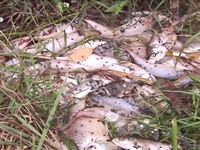 Quảng Ngãi: Cá chết ở đập Hố Chuối do nhiễm vi khuẩn