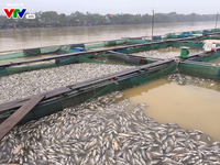 Cá lồng nuôi ở Thừa Thiên - Huế chết hàng loạt do nguồn nước bị thay đổi