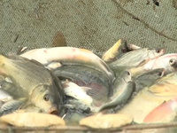 Tình trạng cá chết vẫn diễn ra sau vụ vỡ đập chứa bùn thải Nghệ An