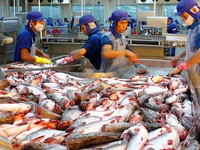 Yêu cầu mới với cá da trơn xuất khẩu