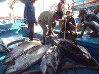 Bình Định: Ngư dân trúng mùa cá ngừ đại dương