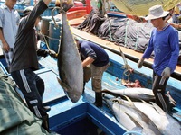 Cá ngừ Việt Nam xuất khẩu sang gần 140 nước trên thế giới