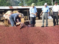 Công bố chương trình hỗ trợ phát triển cà phê Buôn Ma Thuột