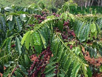 Mưa kéo dài ảnh hưởng thu hoạch cà phê