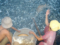 Đề án ba cấp về liên kết nâng cao chất lượng giống cá tra ở ĐBSCL