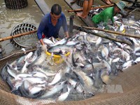 Giá cá tra xuất khẩu cao kỷ lục 10 năm qua