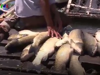 Cá lồng chết hàng loạt trên sông Bồ, Thừa Thiên - Huế