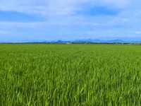 Thừa Thiên - Huế phấn đấu xây dựng 5.500 ha cánh đồng mẫu lớn