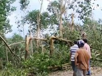 Những khoản nợ sau bão số 12 ở vùng cao su tiểu điền Phú Yên