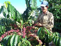 Phát triển cà phê Tây Nguyên bền vững vẫn còn bất cập