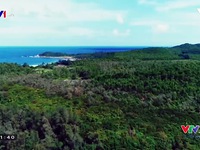 VTVTrip: Băng qua khu rừng trâm linh thiêng ở đảo Quan Lạn