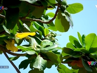 VTVTrip: Bóng dáng cây bàng hiện hữu ở Côn Đảo