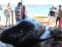 Quảng Ngãi: Ngư dân tổ chức an táng cá voi 700kg trôi dạt vào bờ