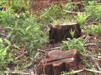 Vụ phá rừng thông tại TP. Huế: Cơ quan chức năng nói gì?