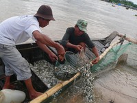 An Giang cấm khai thác cá linh non đến tháng 9/2017