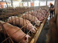 Cấm kháng sinh kích thích sinh trưởng trong chăn nuôi