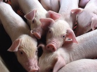Thực trạng mô hình tiêu thụ thịt lợn theo chuỗi tại Hà Nội