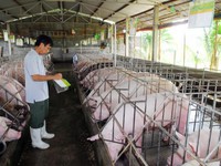 Đồng Nai cơ cấu lại khoản nợ 28 tỷ đồng cho chăn nuôi lợn