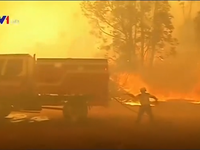 Chile ban bố lệnh báo động đỏ do cháy rừng thiêu rụi hơn 50ha